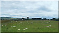 Grazing near Ballchraggan in IV18 0NX