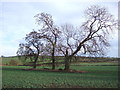 Trees in a crop field, North Close in DL16 7HB