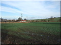 Crop field, North Close in DL16 7HB