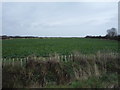 Crop field off Allison Lane (B1242) in YO25 8TR