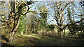 Woodland by the A40, 2 in Whittington