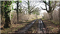 Track through Honeypot Wood in NR19 2RE