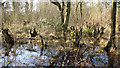 Wet ground in Honeypot Wood in NR19 2RE