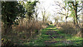 Track in Honeypot Wood in NR19 2RE