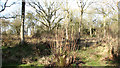 Honeypot Wood in February in NR19 2RE