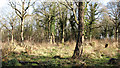 Ivy-clad trees in Honeypot Wood in NR19 2RE