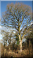 Tall trees in Honeypot Wood in NR19 2RE