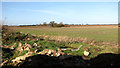 Crop fields west of Longham village in PE32 2NH