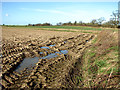 Fields south of Litcham Road in NR19 2RJ