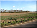 Crop field north of Litcham Road in NR19 2RJ