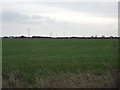 Crop field, North Field in YO25 8TF