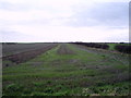 Farmland and hedgerow, North Field in YO25 8TF