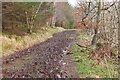 Muddy track south of Gala Hill in TD1 3NP