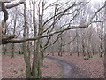 Footpath in Canklow woods. in S60 3DY