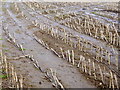 Maize Stubble in TA12 6NZ