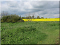 Oilseed rape by Leaden's Lane in PE19 5WE