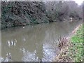 Ducks on a murky stretch of the Union Canal in EH14 2SL
