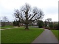 Coronation oak tree in Heavitree Pleasure Ground in EX1 3AH