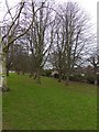 Trees on the north side of Heavitree Pleasure Ground in EX1 3AH