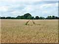 Wheat field in CM4 0PY