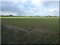 Young crop field, Skipsea Brough in YO25 8AG