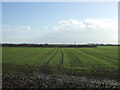 Crop field south of Beeford Road (B1249) in YO25 8AG