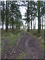 Muddy path through the woods on Salcombe Hill in EX10 0XU