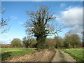 Ivy-clad oak growing beside a drainage ditch in IP21 4HN