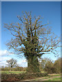 Oak trees in fields by Upper Street in IP21 4HN
