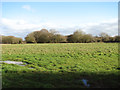 Fields south of Grove Farm in IP21 4HN
