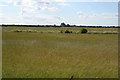 Fenland fields in Gayton Le Marsh