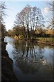 Trees reflected in the Stroudwater Canal in GL10 2LE
