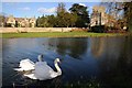 Swans on the Stroudwater Canal in GL10 3RF