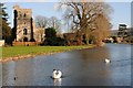 Swans on the canal at Stonehouse in GL10 3RF