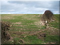 Chalky field and hedgerow in YO14 0JD