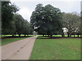 Holm Oaks, Holkham Park in NR23 1RG