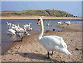 Swans at the mouth of the River Ugie in AB42 1NE
