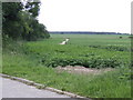 Potato field east of Chalk Lane in PE33 9JS