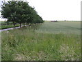 View south from Norwich Road, Shouldham in PE33 9HT