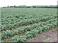 Potato crop in PE33 9EX