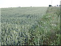 Wheat crop in PE33 9FA