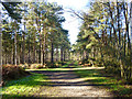 Woodland path, Whitehill in GU35 9AF