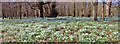 Snowdrop carpet, Welford Park in RG20 8HU
