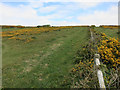 Gorse on Tennyson Down in Totland