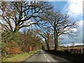 Tree-lined road to Uffculme in EX15 3EY