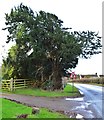 A Roadside Yew in HR4 7BJ