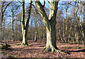 Beech trees, Cane End, Oxfordshire in RG8 0UG