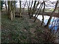 Snowdrops by Dalquharran Castle ruins in KA26 9SA