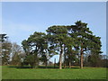 Scots pine trees in the Hoddesdon area, Hertfordshire in EN11 8JX