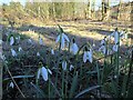 Snowdrops emerge through sand deposited by recent floods in NE41 8EB